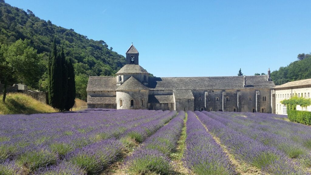 lavender-field-provence